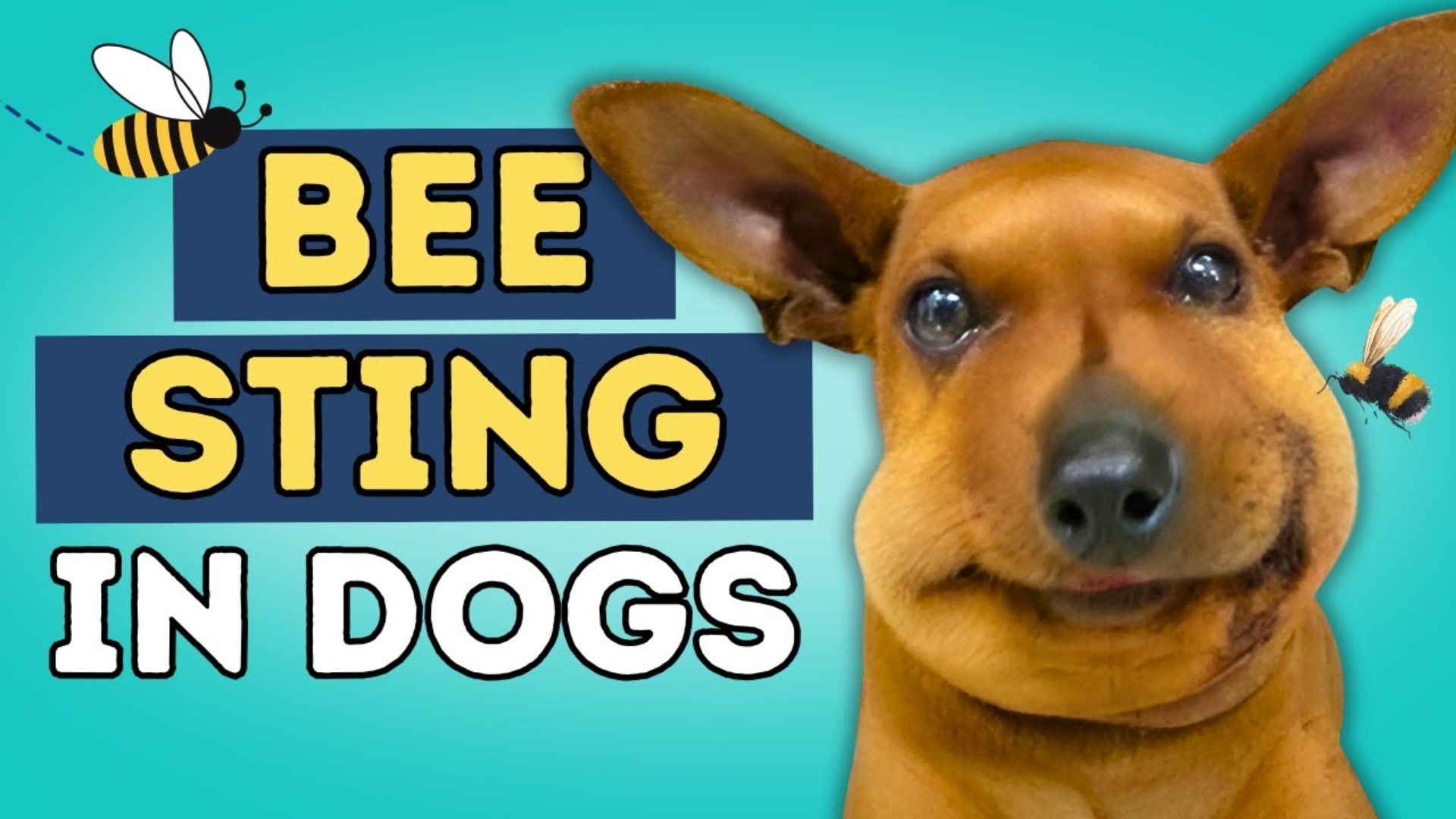 Dog Stung by a Bee: A Complete Guide