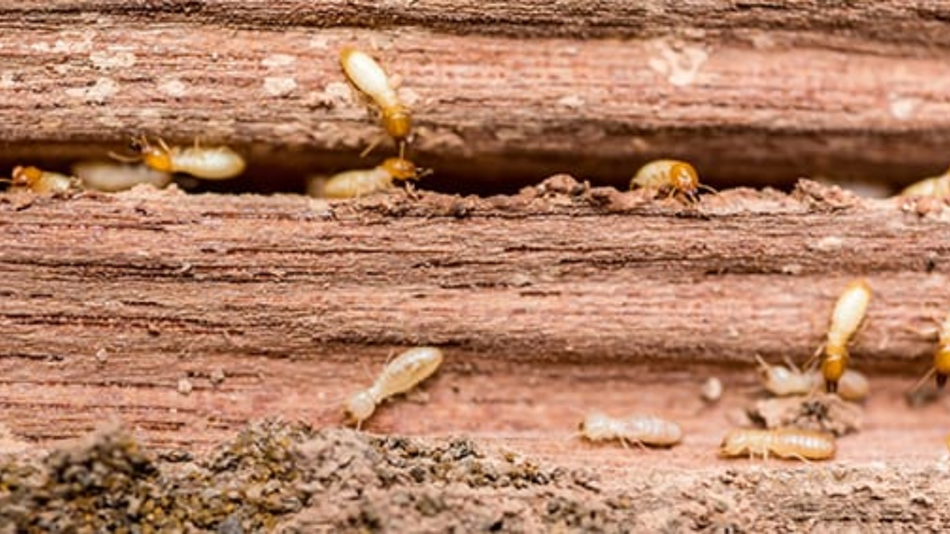 What Do Termites Look Like? A Homeowner's Guide
