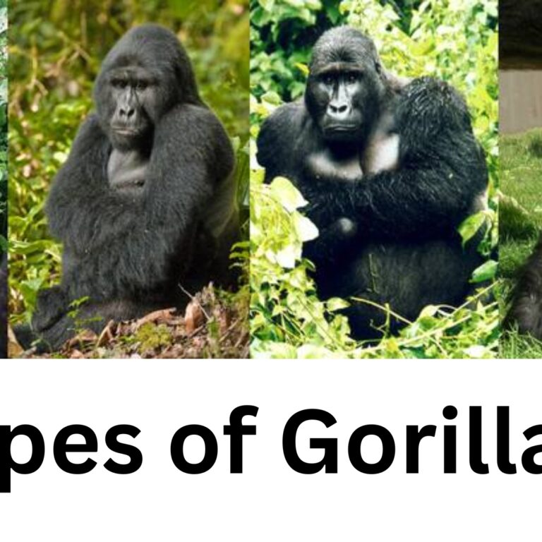 Types of Gorillas