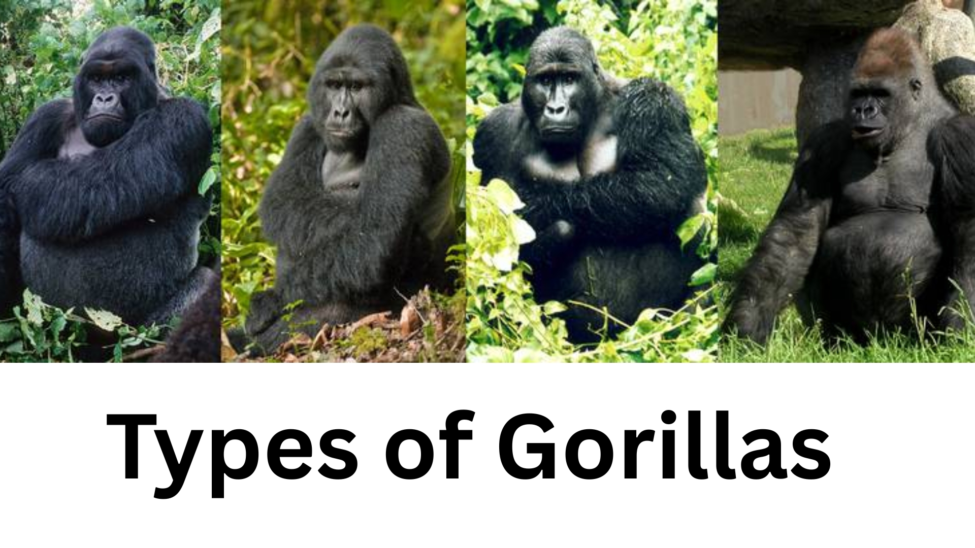 Types of Gorillas